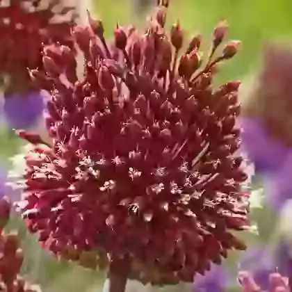 Red Mohican